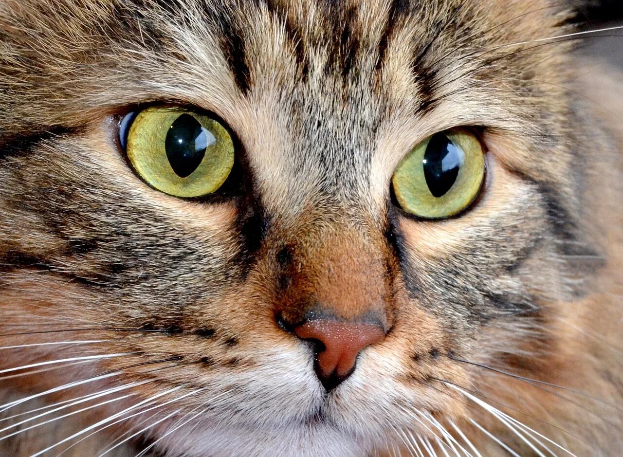 Котова кошка. Кошка с выразительными глазами. Кошачьи глаза карие. Кошка с карими глазами. Кошки с выразительным взглядом.