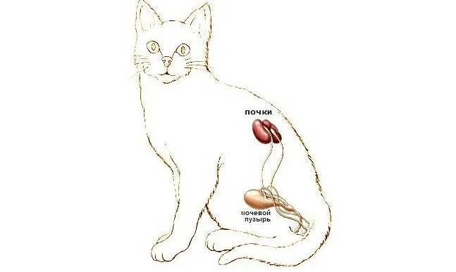 Кот стоит спиной