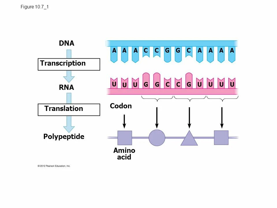 Transcription DNA RNA. Transcription and translation. Translation DNA RNA. Транскрипция ДНК. Dna перевод