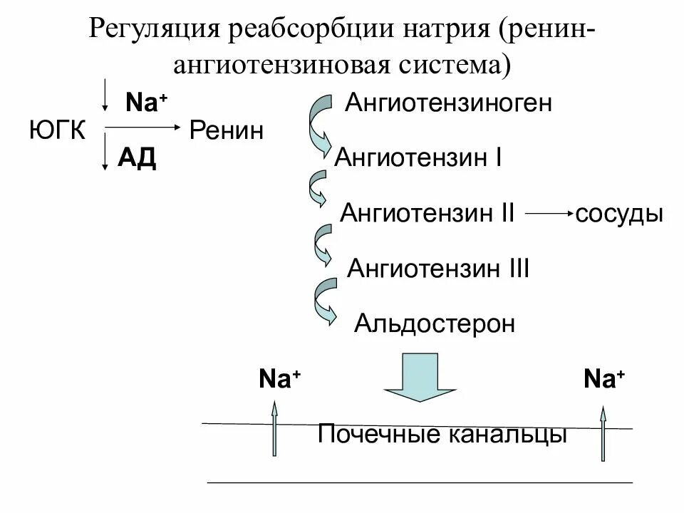 Регуляция натрия в организме. Регуляция натрия. Регуляторный механизмы воды натрия и калия в организме. Регуляция воды в организме. Регуляция натрия.