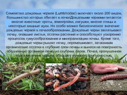 Черви плуг земли
