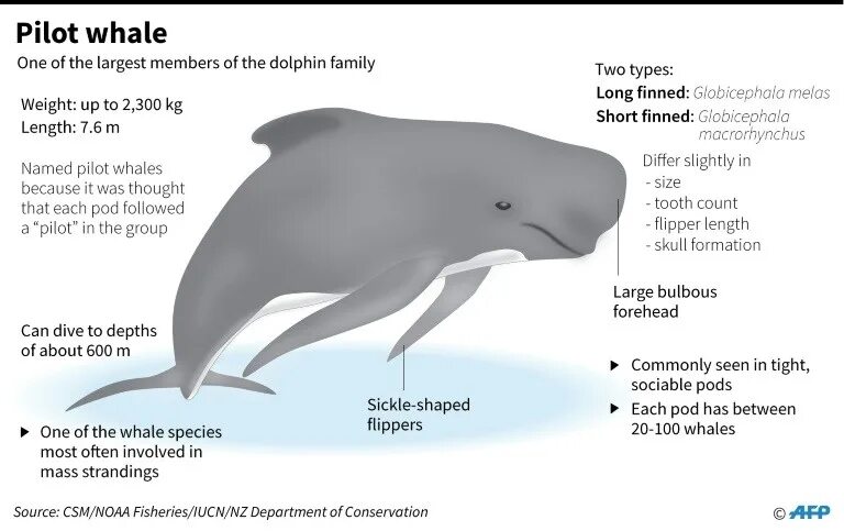 Whales are than dolphins. Pilot whale. whale flippers. globicephala melas. pilot whales short.