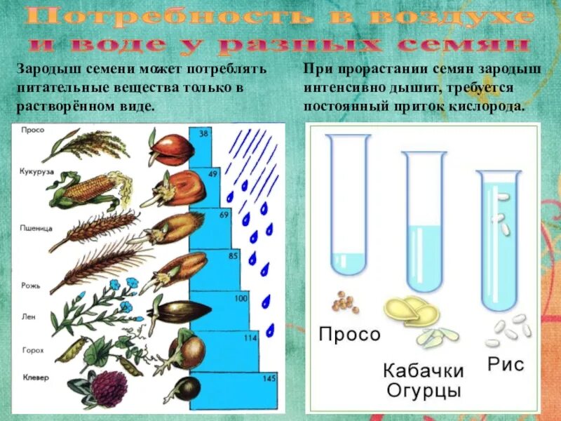 Рассмотрите рисунок в каком сосуде семена. Укажи порядок рисунков при прорастании ячменя. Семена в кипяченой воде. Прорастание семян 6 класс. Зародыш может потреблять питательные вещества только.