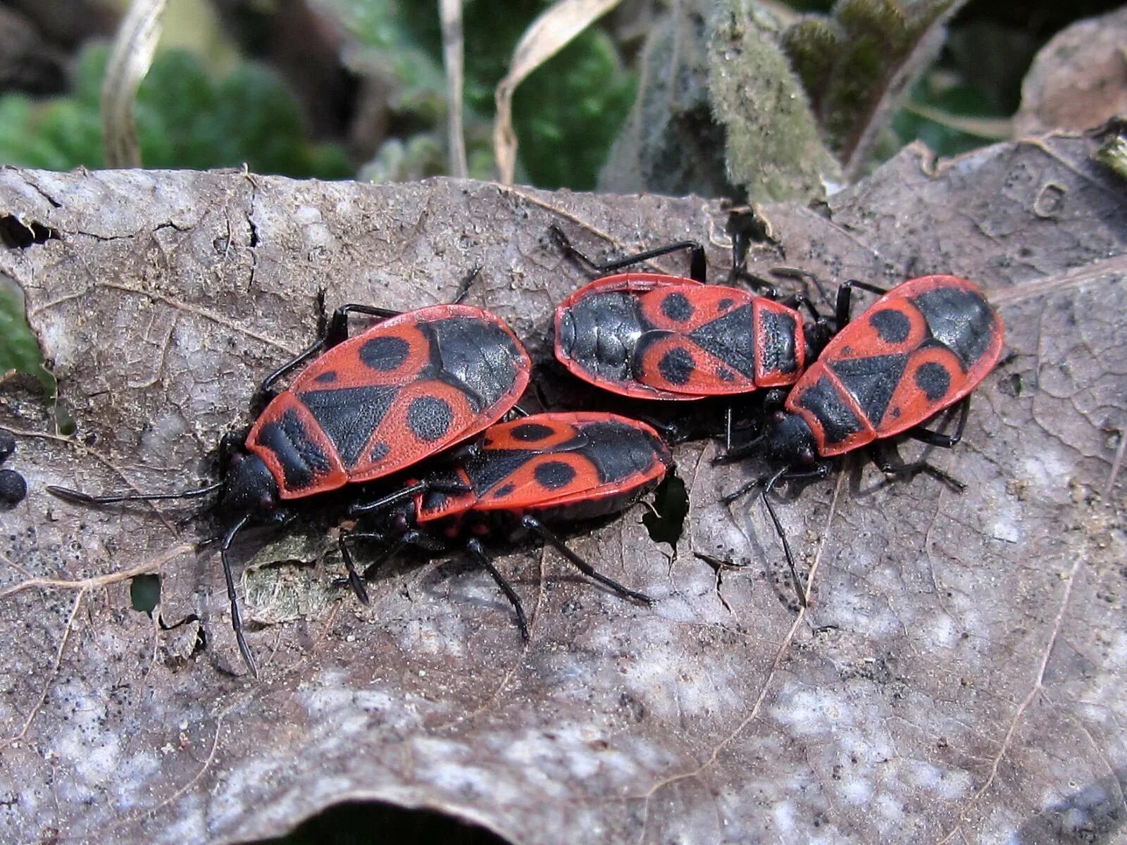 Насекомые солдатики фото. Жук пожарник клоп солдатик. Клоп-солдатик Pyrrhocoris. Жук красноклоп солдатик. Жук клоп солдатик.