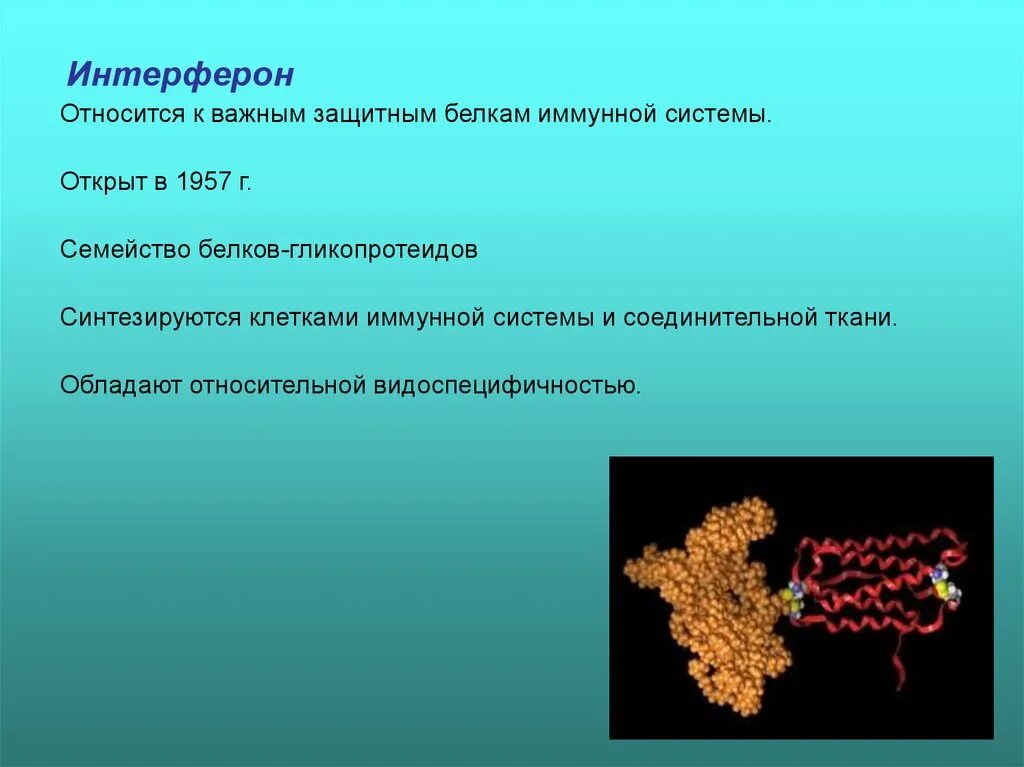 Интерферон функция. Интерферон белок. интерферон белок функция. белки иммунной системы. белки с иммунологической функцией.