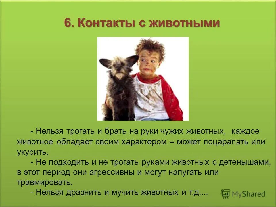 Что можно увидеть но нельзя потрогать. Каких животных нельзя трогать. Незнакомые животные для человека. Животное которое нельзя трогать. Животных руками не трогать.