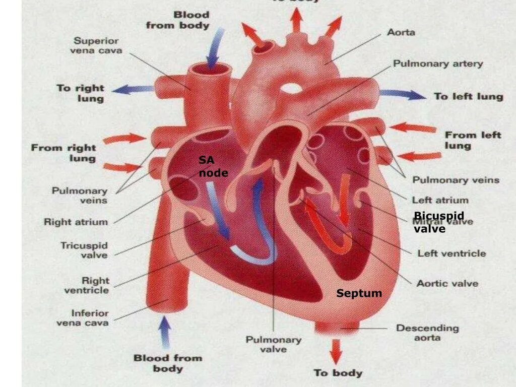 Какие камеры сердца у млекопитающих. Схема строения сердца млекопитающих. Строение структура сердца млекопитающего. Строение сердца млекопитающих клапаны. Строение 4 камерного сердца.