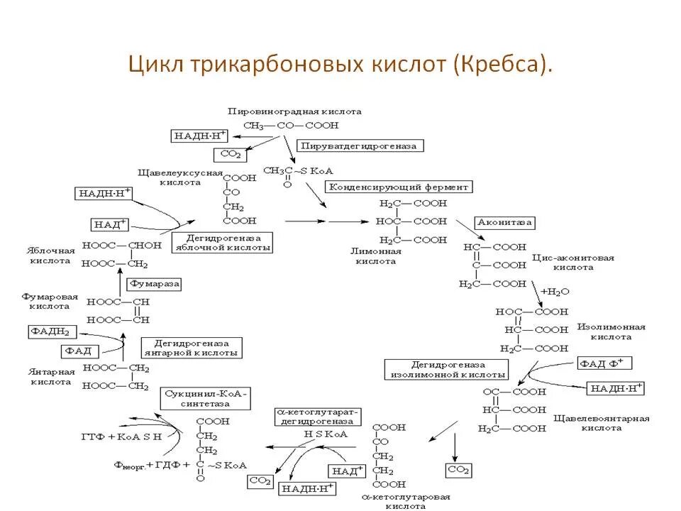 Цикл трикарбоновых кислот этапы. Цикл трикарбоновых кислот схема. Субстраты окисления в цикле трикарбоновых кислот. Цикл Кребса полная схема. Цикл Кребса биохимия реакции.