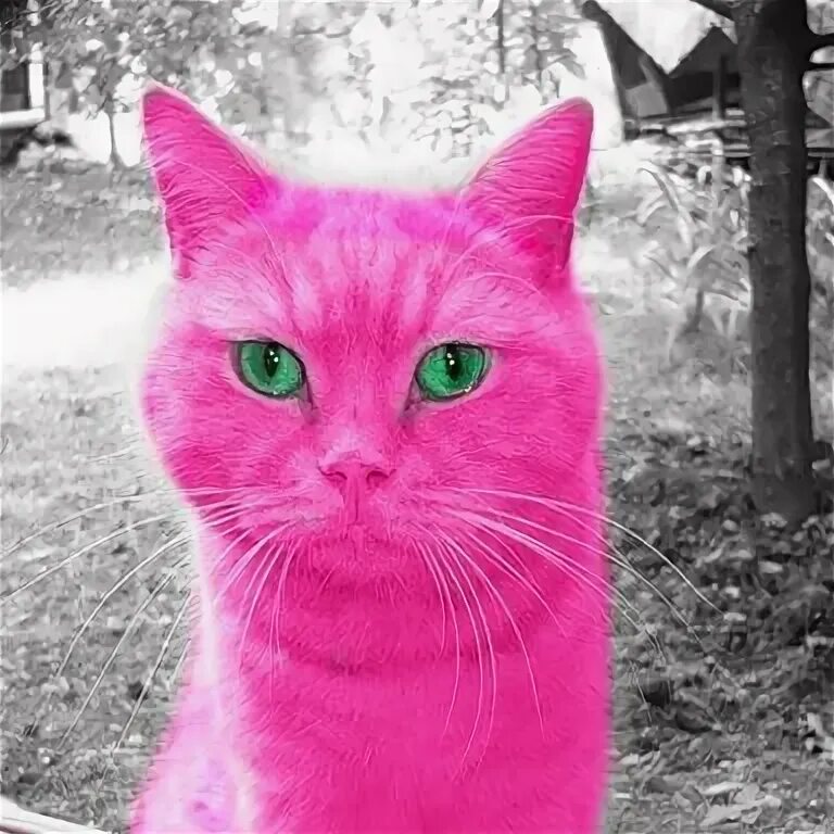 Как найти розового кота. Кот розовый чел. розовый кот фото. маска кота розовая. серый кот с розовыми очками.