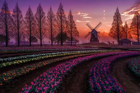 Holland farm