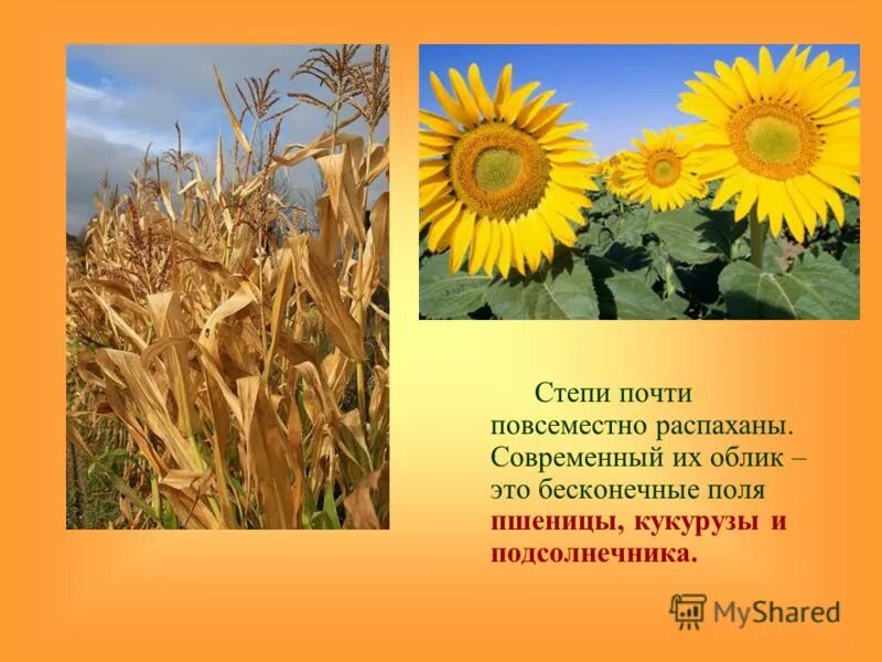 подсолнечник в какой природной зоне. возделывание подсолнечника. подсолнечник в какой природной зоне. природные ресурсы франции агроклиматические. подсолнечник в какой природной зоне.