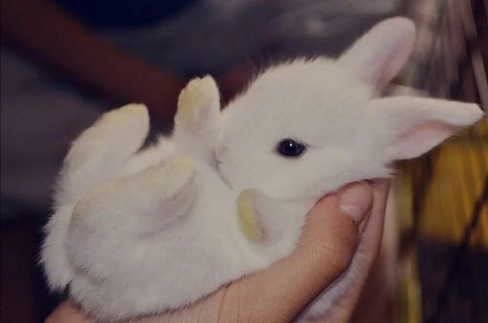 Abby bunny. Колготки бинты. Abby bunny. Самые красивые кролики. Abby bunny.