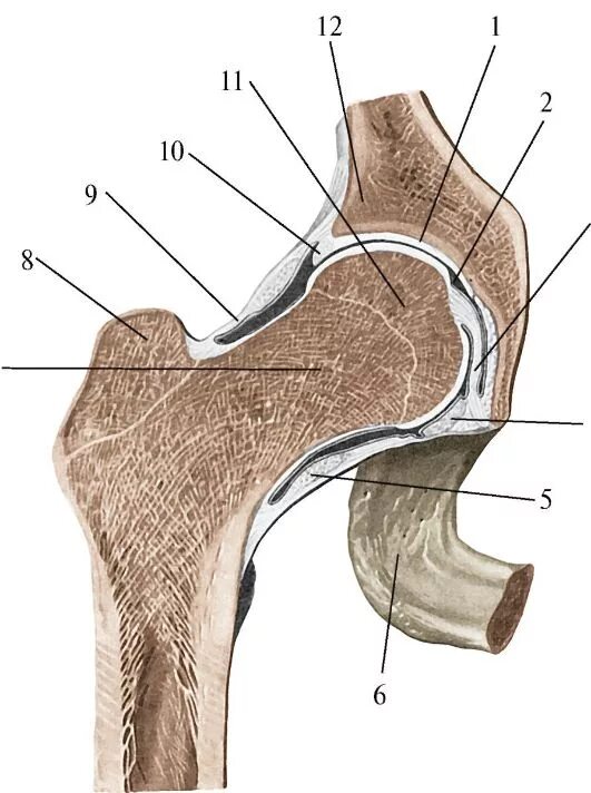 Тип соединение бедренной кости. Тазобедренный сустав анатомия Синельников. Анатомия тазобедренного сустава кости. Тазобедренный сустав анатомия без подписей. Тазобедренный сустав анатомия строение.