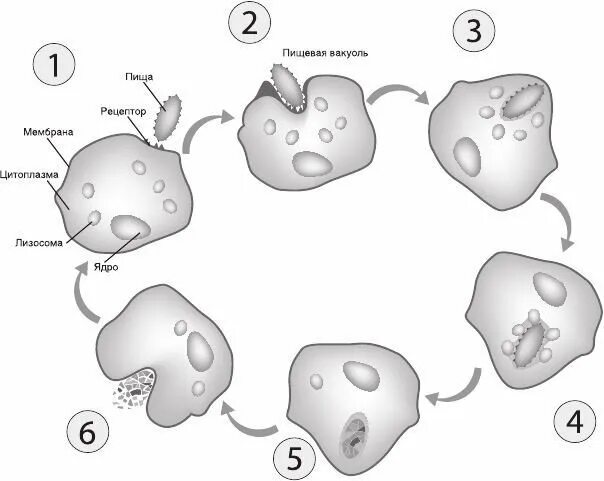 Воспаление фагоцитоз лейкоцит безразличный раздражитель микроворсинка. Фагоцитоз макрофагов схема. 8 Стадий фагоцитоза. Клеточный фагоцитоз схема. Фазы фагоцитоза схема.