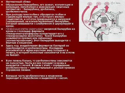 Обмен пигментов