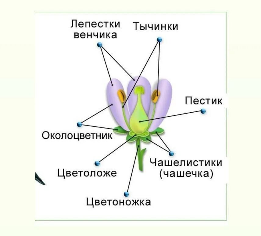 Чашечка венчик тычинки и пестики это. Тычинка пестик околоцветник. Строение околоцветника, тычинки, пестика. Околоцветник чашечка и венчик.