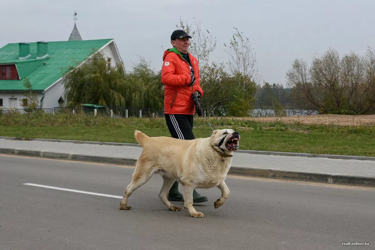 Выгул без поводка статья. Выгул собак. Выгул собак без намордника. Собака без поводка. Выгул собак без поводка.