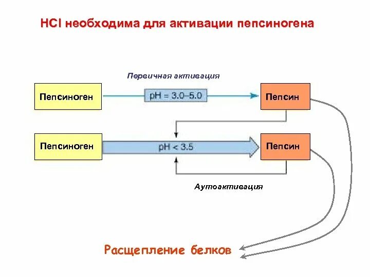 Где начинается расщепление белков