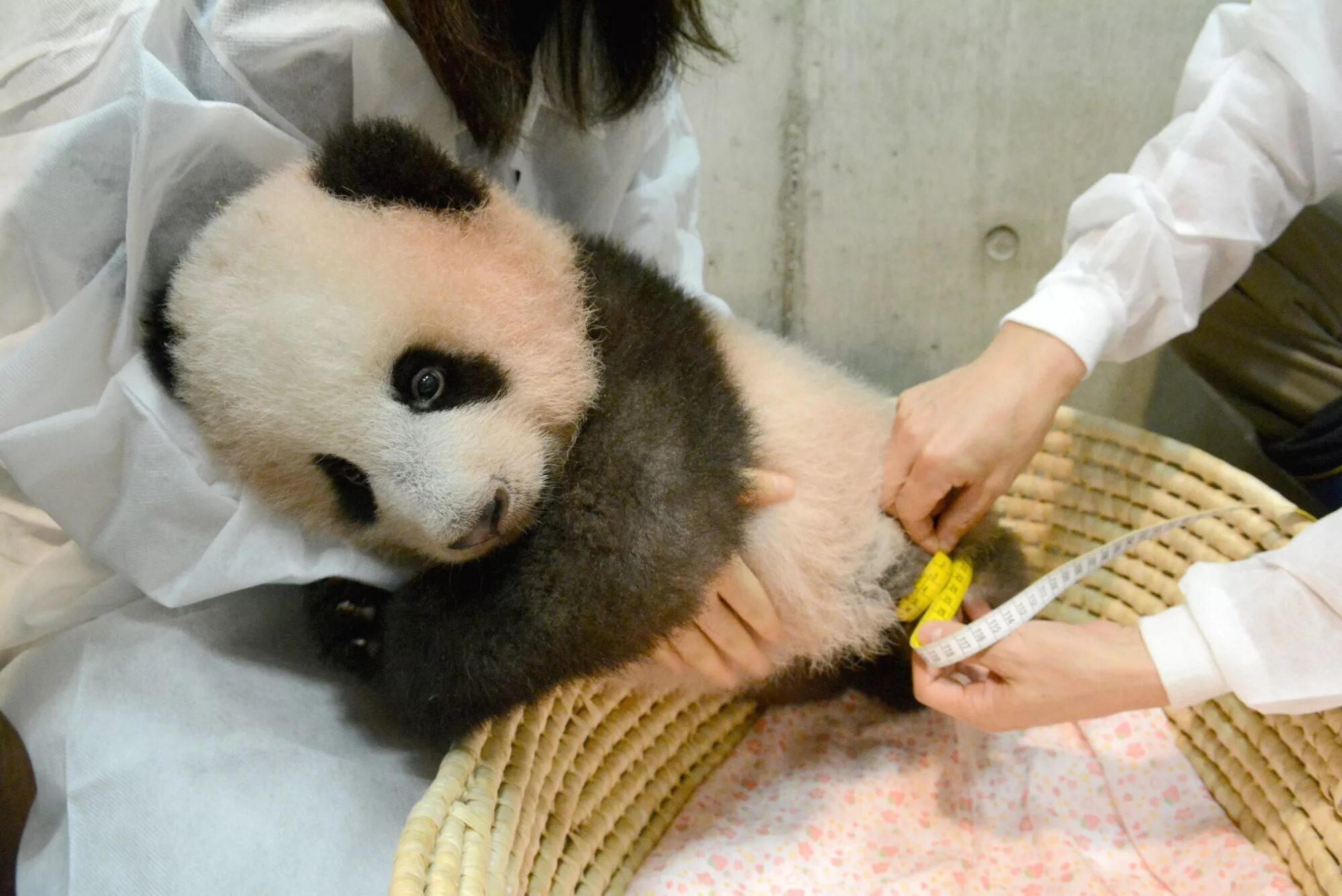 Родившийся детеныш панды. Xiang Xiang Панда. Рождение панды. Панда рожает. Панды в зоопарках Японии.