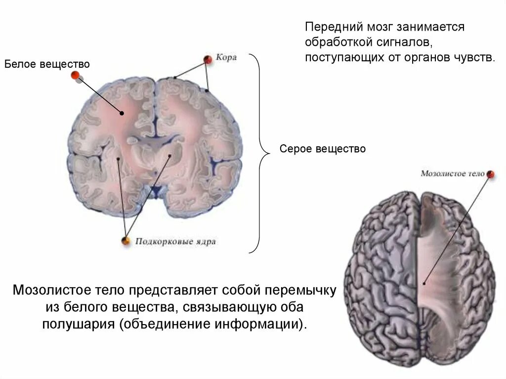 Отделы головного мозга передний мозг. Головной мозг состоит из белого и серого вещества. Уровень организации серого вещества головного мозга. Белое вещество и мозолистое тело головного мозга. Что находится в сером веществе
