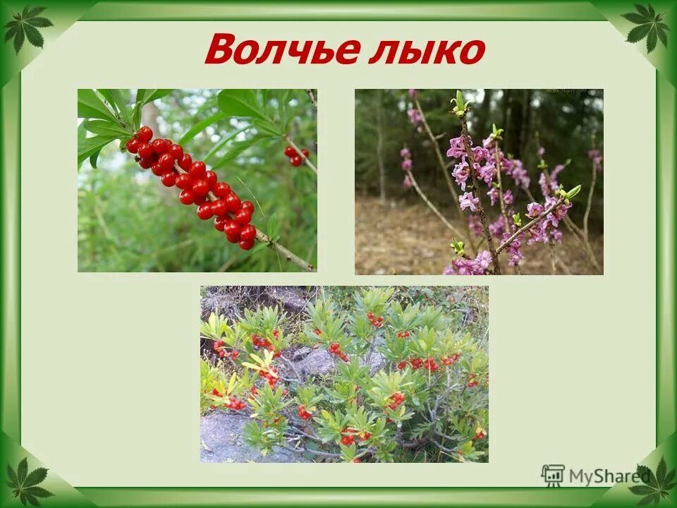 волчье лыко окружающий мир 2 класс. волчье лыко окружающий мир 2 класс. волчье лыко проект. волчье лыко ягода описание. волчье лыко цветет весной.