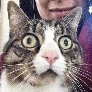 Введи кота