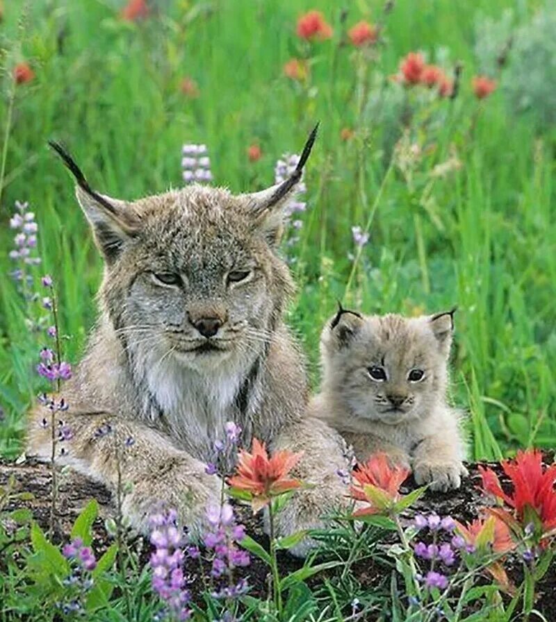Пиренейская Рысь. Рысь с рысятами. Канадская Рысь котенок. Звери на природе.