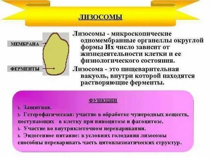 Образование пищеварительных вакуолей лизосома или