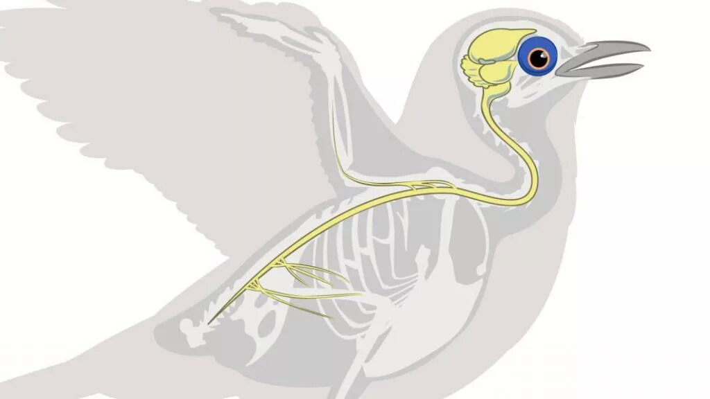 Класс птицы нервная. Нервная система система птиц. Нервная птица. Центральная нервная система птиц. Нервная система голубя.