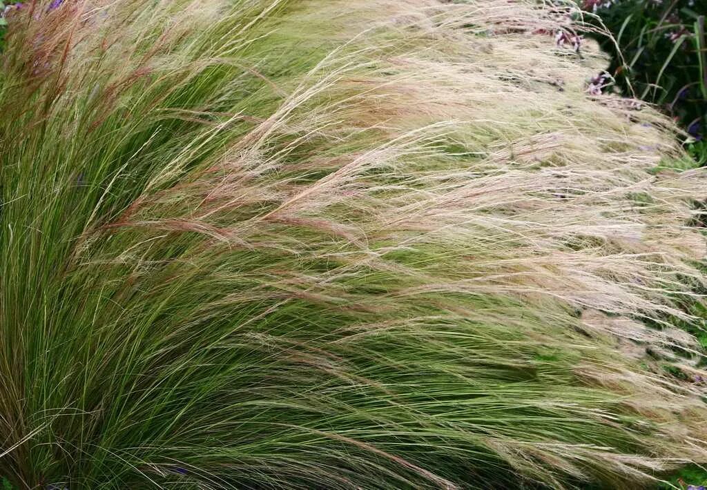 Соответствующее название ковыля. Ковыль Stipa tenuissima. Ковыль тончайший (Stipa tenuissima). Ковыль тончайший (Stipa tenuissima) Pony Tails. Ковыль тончайший (Stipa tenuissima) "Angel hair".