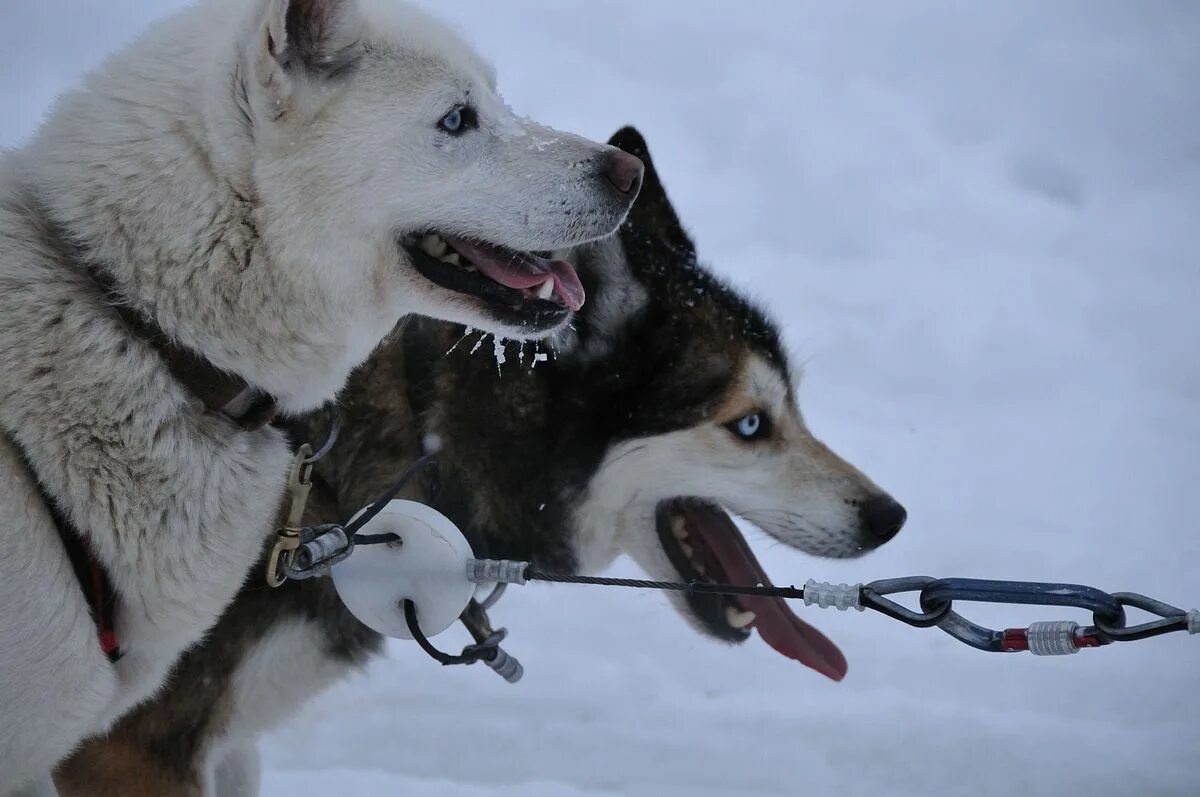 Эскимосская ездовая собака. Канадская эскимосская собака. Эскимосская хаски. Гренландская лайка. Гренландская ездовая собака.