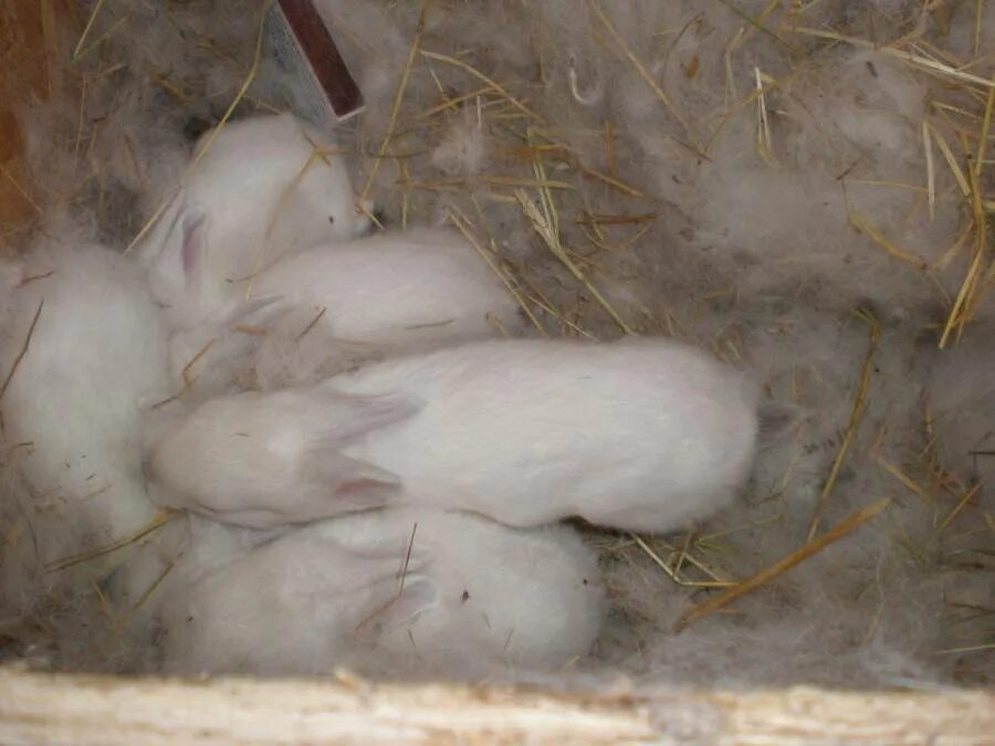 Сколько беременность у кроликов. Сукрольная крольчиха.
