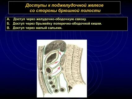 Железы брюшной полости