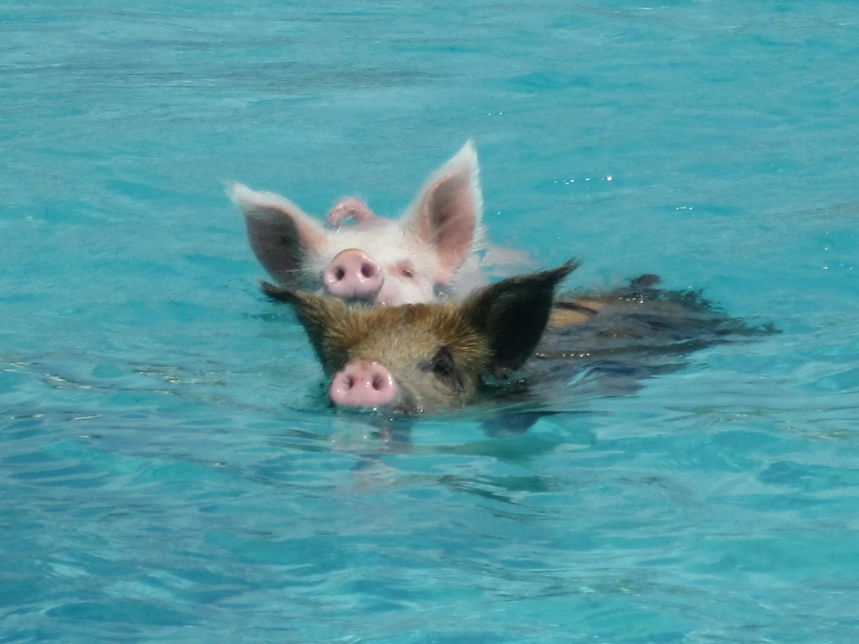 Свинка плавает. Водоплавающие свиньи Багамы. Хрюшка на море. Свинья на море. Свиньи купаются.