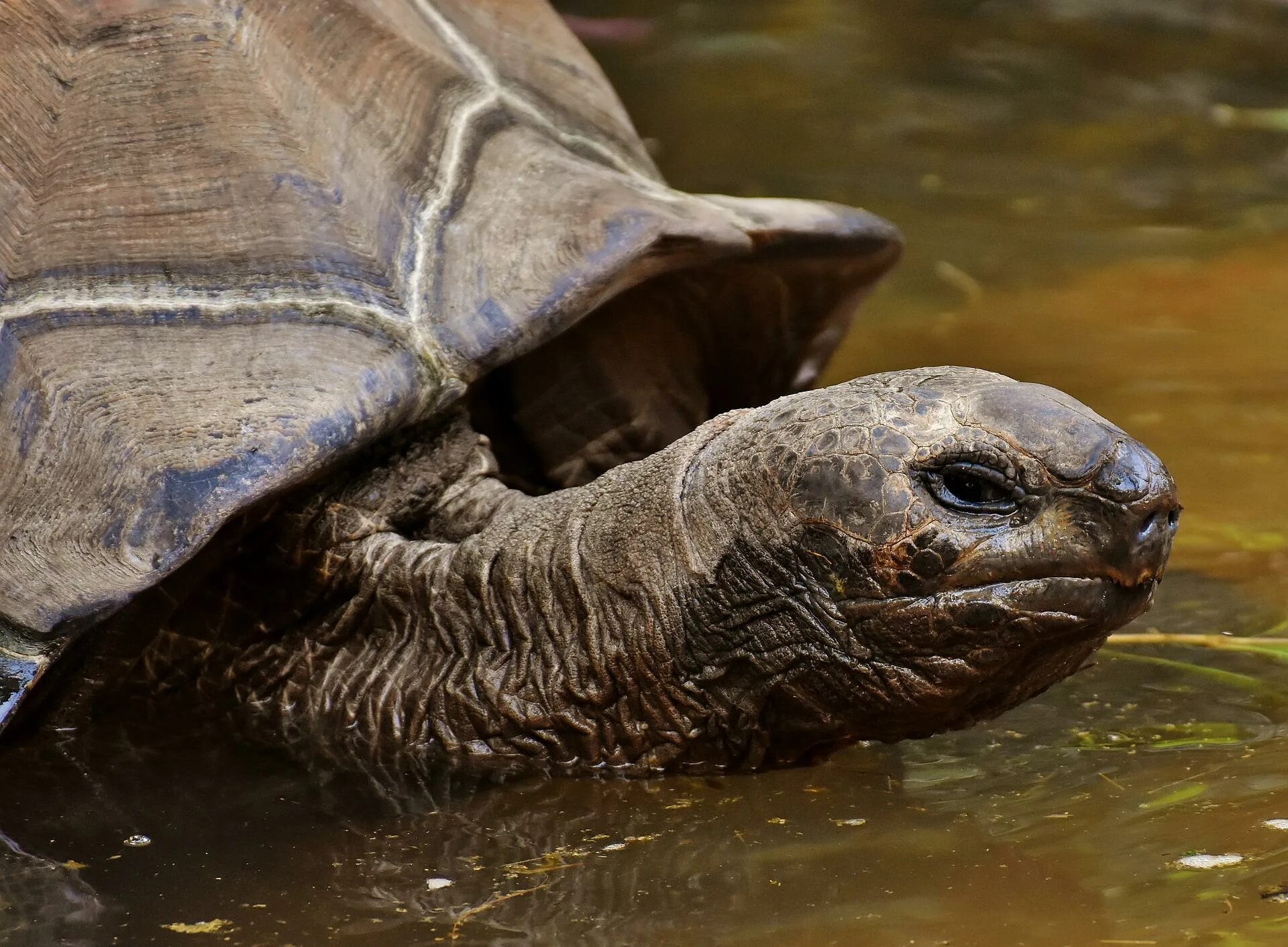 Turtle x. Галапагосская гигантская черепаха. Змеиношейная черепаха. Змееголовая черепаха. Галапагосская водоплавающая черепаха.