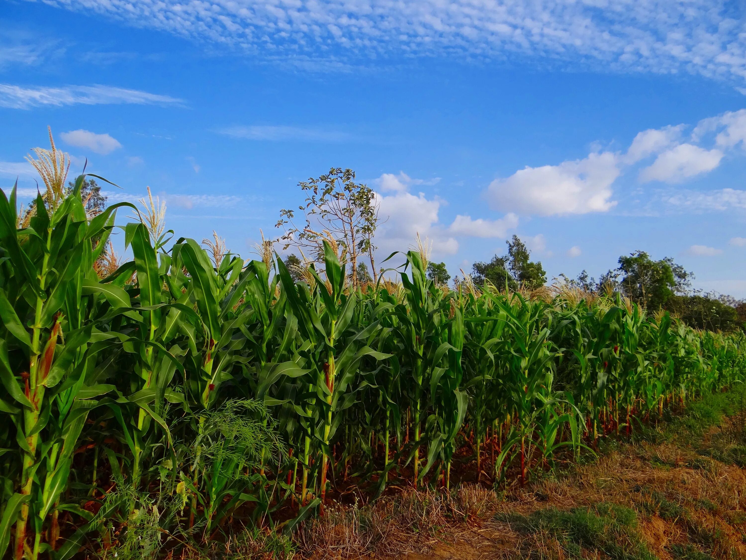 Corn fields