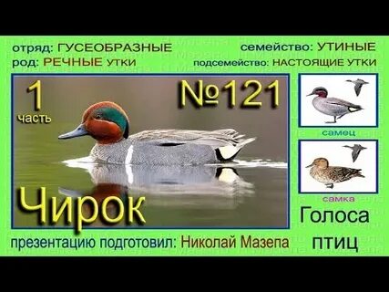 Голоса птиц утка