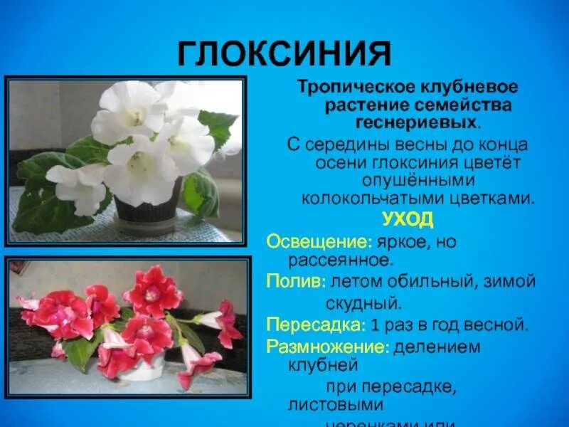 gloxinia-top Красивые цветы, Комнатные цветы, Цветы