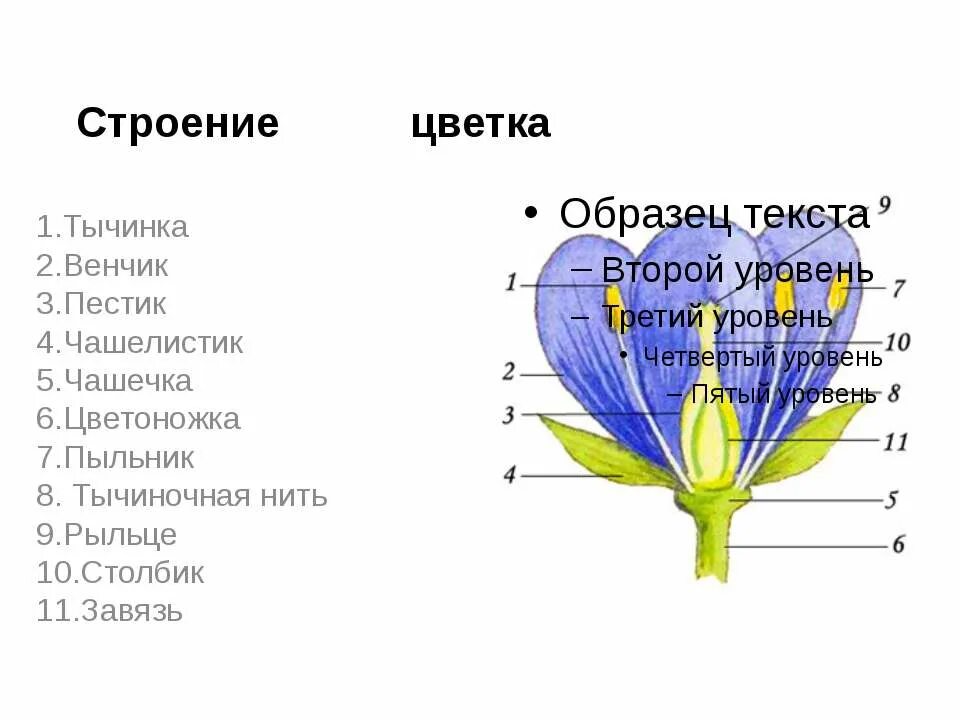 Чашелистик пыльник и завязь на рисунке цветка. Строение цветка пестик венчик. Строение цветка схема венчик. Особенности строения чашечки и венчика. Строение цветка венчик.