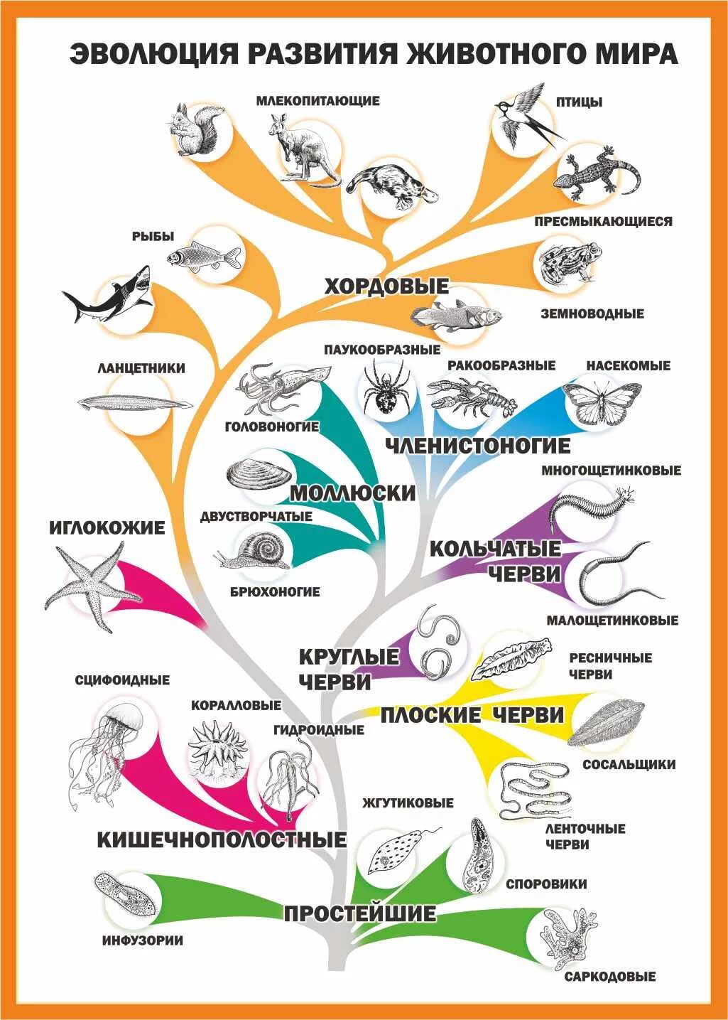 Основные этапы развития животных 8 класс. Схема эволюционного развития животных. Эволюция царства животных таблица.