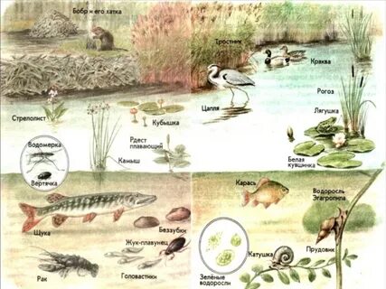 Цепь питания водоросли