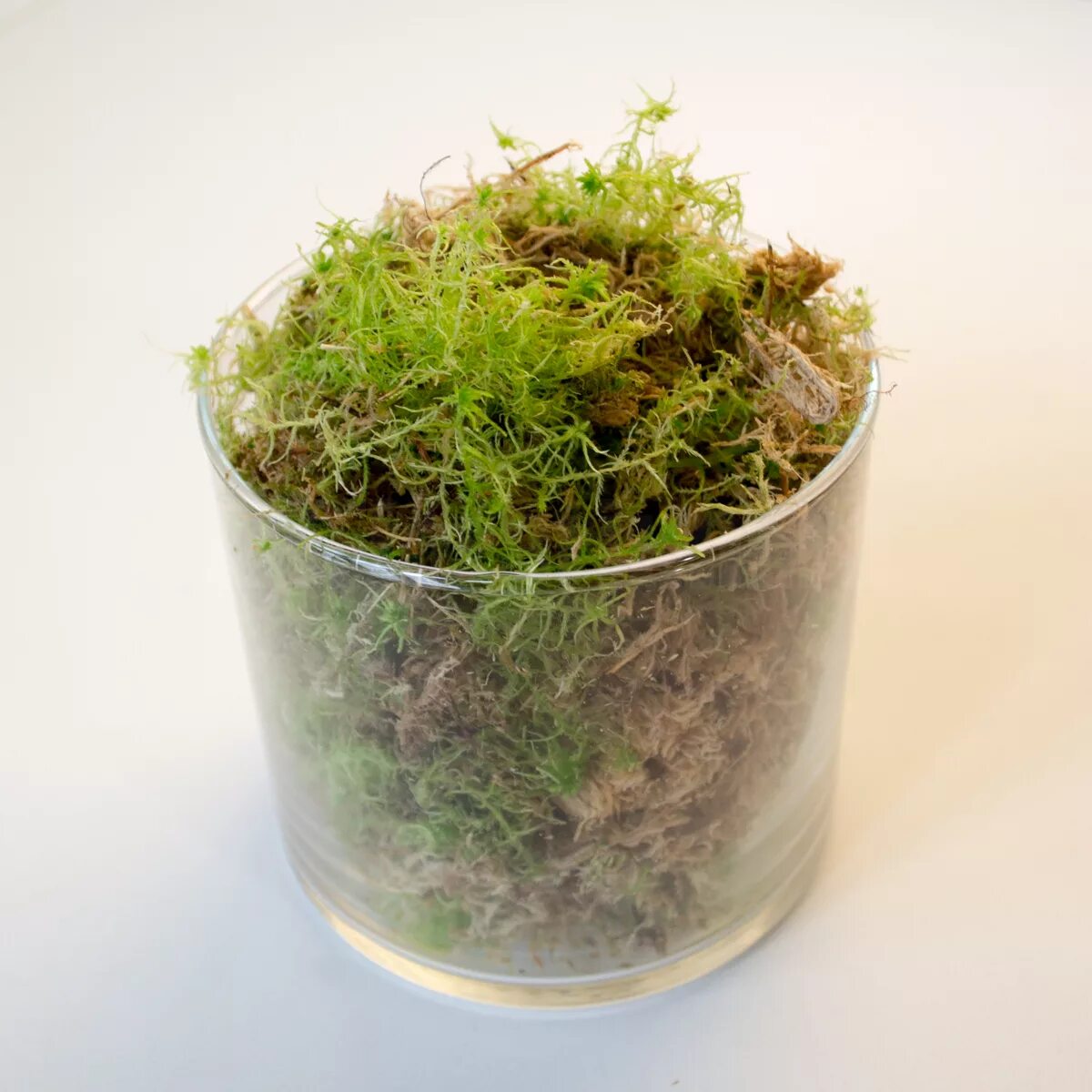 Мох сфагнум. Сфагнум для комнатных растений. Мох сфагнум в горшке. Спатифиллум во мхе сфагнуме. Мох сфагнум.