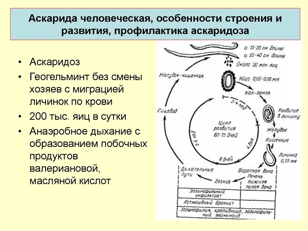 Жизненный цикл аскариды человеческой профилактика аскаридоза. Аскарида строение жизненный цикл. Круглые черви цикл развития аскариды. Жизненный цикл человеческой аскариды профилактика.