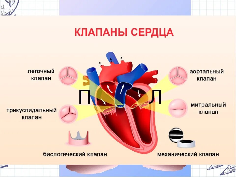 Строение клапанов сердца. Строение и расположение клапанов сердца. Где и какие клапаны располагаются в сердце. Как называются клапаны сердца.