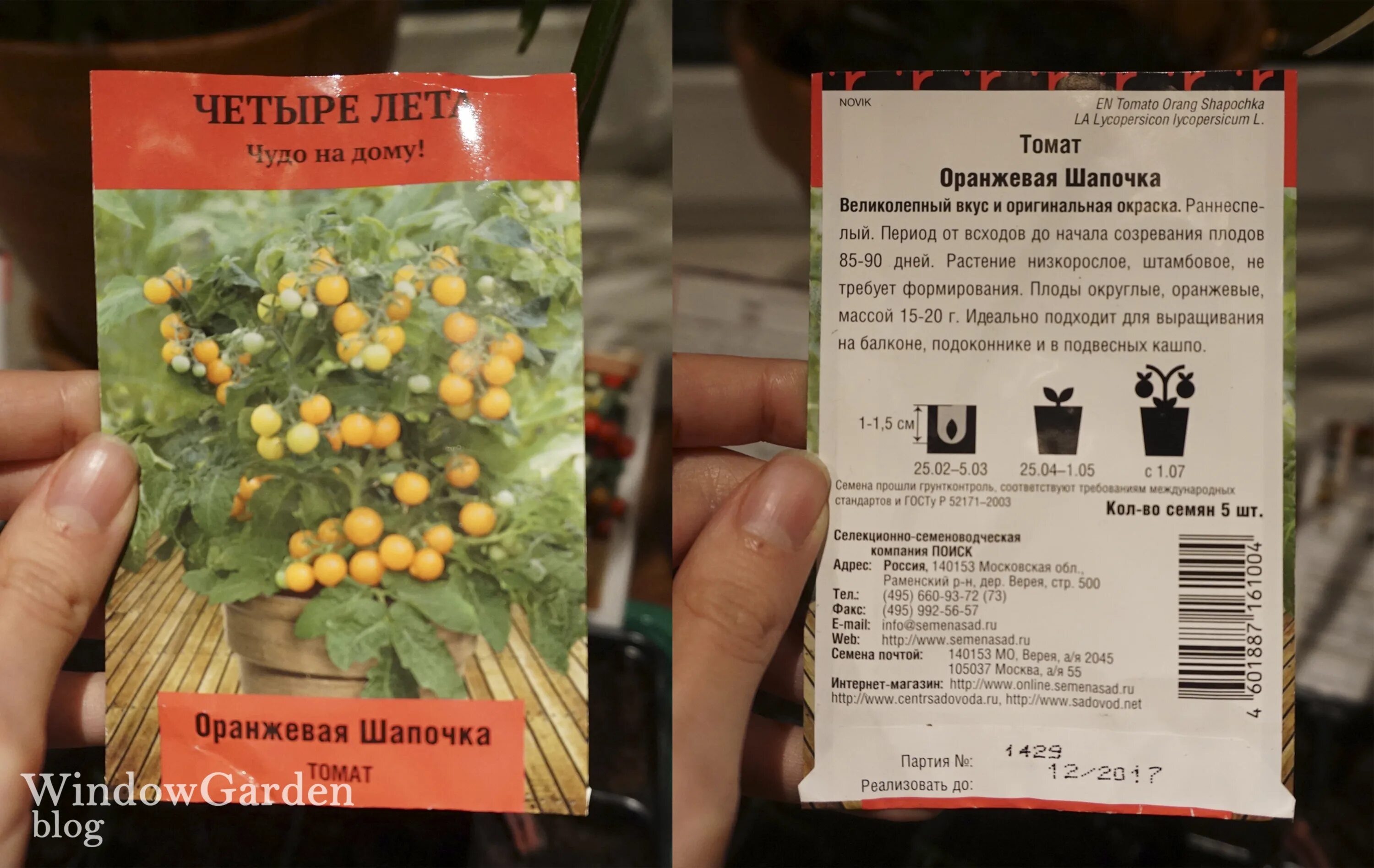 Томат красным красно f1. Томаты сорт красная шапочка черри. Хар-ка томатов красная шапочка. Томат роткэппхен красная шапочка. Томат шапочка характеристика и описание сорта.