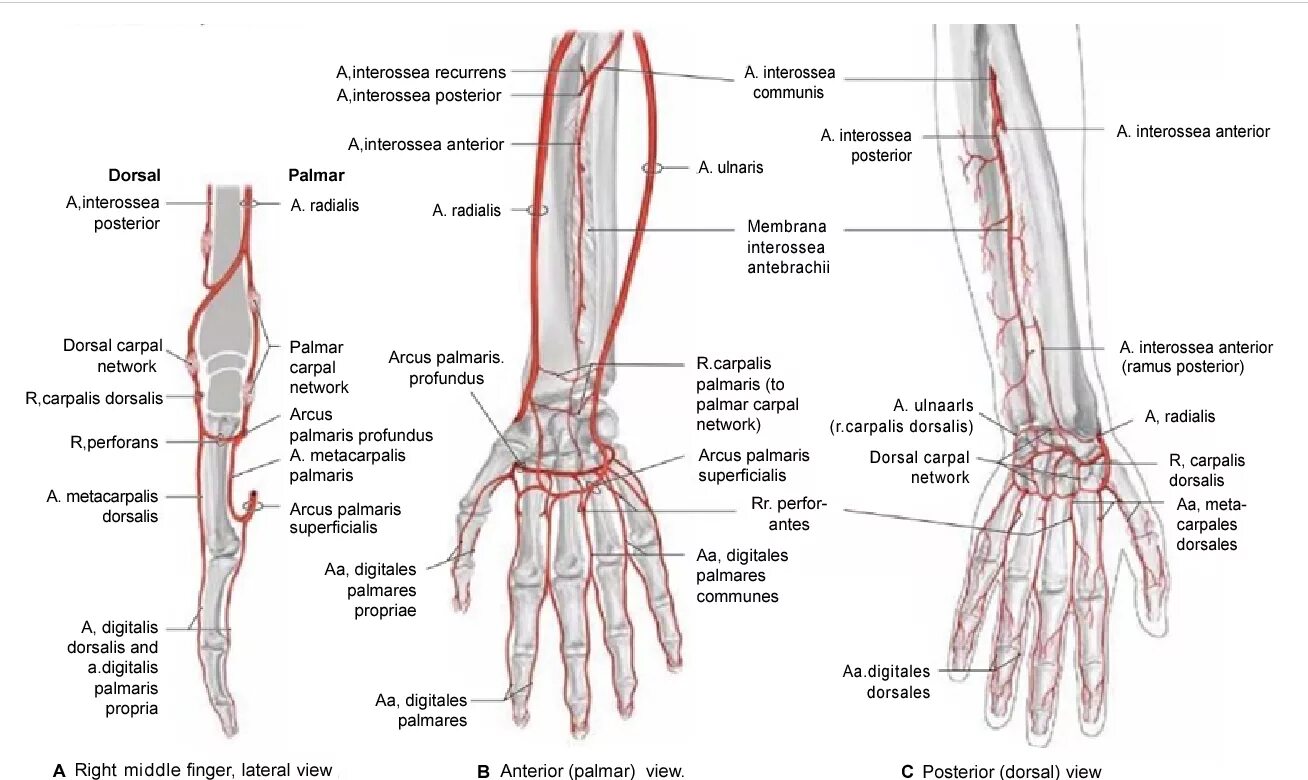 Поверхностная ладонная артериальная дуга. Лучевая артерия на предплечье. Поверхностную ладонную дуг. Кровоснабжение тыльной поверхности кисти.