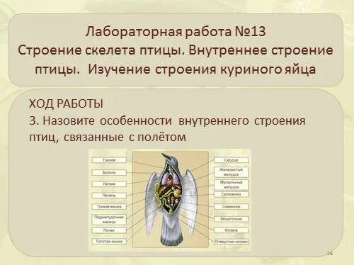 Строение птицы. Лабораторная работа строение скелета птицы. Лабораторная работа строение птиц. Лабораторная работа внешнее строение птиц.