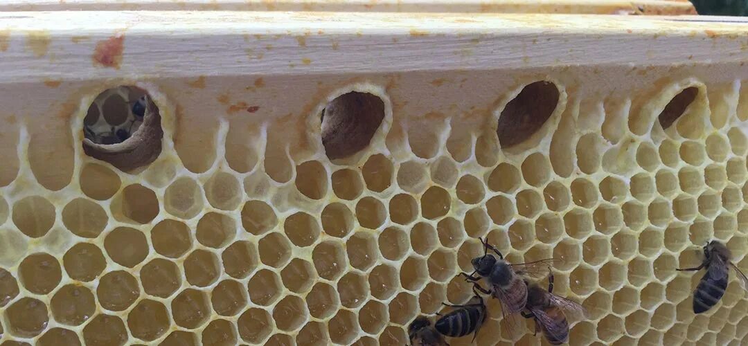 Ловушка для пчел из двп. Медоносные пчёлы ульи. Ульи для пчел. Медоносные пчелы рой. Адвокат егоров пчеловодство бутылочное бесконтактное.