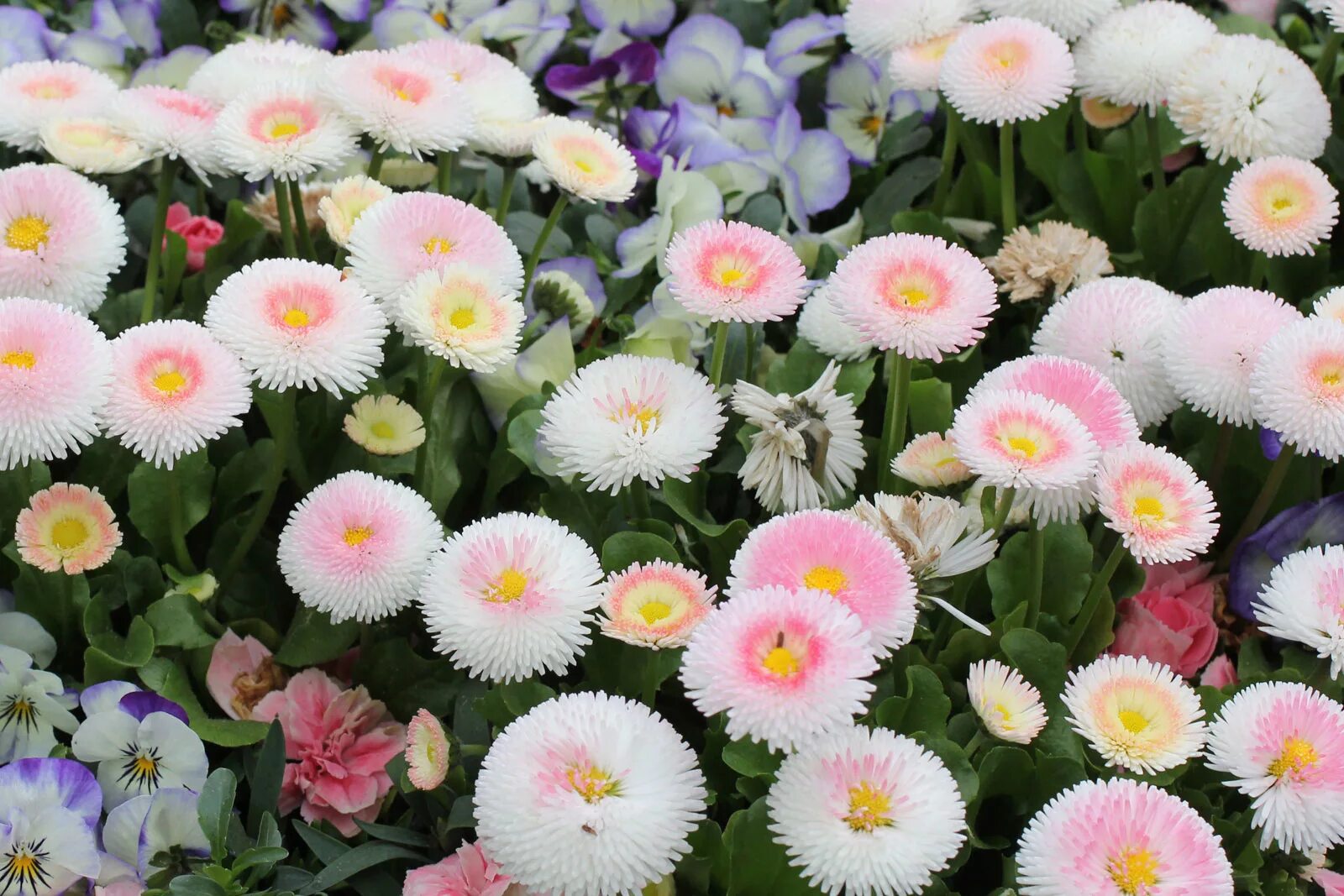 Маргаритка Bellis perennis. Bellis perennis (Беллис Переннис ) Маргаритка многолетняя. Маргаритка Беллис растение. Маргаритка помпонная. Маргаритки цветы выращивание