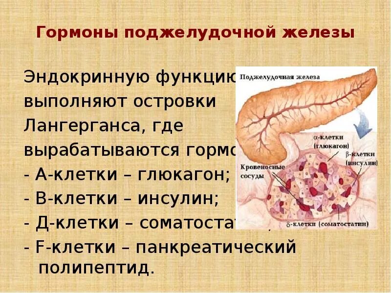 Лангерганса поджелудочной железы. Эндокринная часть поджелудочной железы. Инсулин. Глюкагон.. Гормоны островкового аппарата поджелудочной железы их функции. Клетки поджелудочной железы вырабатывающие гормоны. Вода и поджелудочная железа